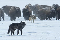 Gray Wolf (Canis lupus) pack near American Bison (Bison bison) herd in winter, Yellowstone National Park, Wyoming