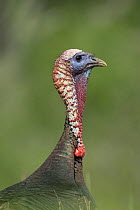 Wild Turkey (Meleagris gallopavo), Rio Grande Valley, Texas