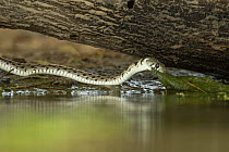 Coachwhip (Masticophis flagellum) swallowing prey, Rio Grande Valley, Texas