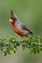 Pyrrhuloxia (Cardinalis sinuatus), Rio Grande Valley, Texas