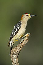 Golden-fronted Woodpecker (Melanerpes aurifrons), Rio Grande Valley, Texas