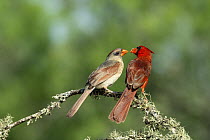 Northern Cardinal (Cardinalis cardinalis) female and male, Rio Grande Valley, Texas