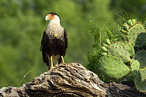 Southern Caracara (Caracara plancus), Rio Grande Valley, Texas