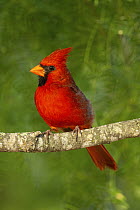 Northern Cardinal (Cardinalis cardinalis) male, Rio Grande Valley, Texas