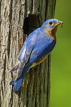 Eastern Bluebird (Sialia sialis) male with prey at nest cavity, Brighton Recreation Area, Michigan
