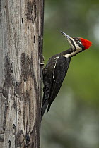 Pileated Woodpecker (Dryocopus pileatus), Michigan