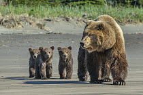 Grizzly Bear (Ursus arctos horribilis) mother and cubs, Lake Clark National Park, Alaska
