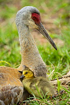 Sandhill Crane (Grus canadensis) parent with adopted Canada Goose (Branta canadensis) gosling, Kensington Metropark, Michigan