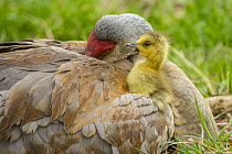 Sandhill Crane (Grus canadensis) parent with adopted Canada Goose (Branta canadensis) gosling calling, Kensington Metropark, Michigan