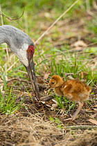 Sandhill Crane (Grus canadensis) parent foraging near chick, Kensington Metropark, Michigan