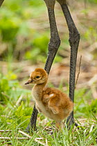 Sandhill Crane (Grus canadensis) chick, Kensington Metropark, Michigan