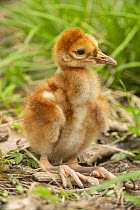 Sandhill Crane (Grus canadensis) chick, Kensington Metropark, Michigan
