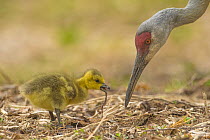 Sandhill Crane (Grus canadensis) parent feeding adopted Canada Goose (Branta canadensis) gosling, Kensington Metropark, Michigan