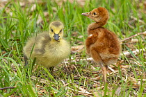 Sandhill Crane (Grus canadensis) chick and adopted Canada Goose (Branta canadensis) gosling, Kensington Metropark, Michigan