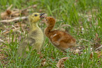 Sandhill Crane (Grus canadensis) chick fighting with adopted Canada Goose (Branta canadensis) gosling, Kensington Metropark, Michigan