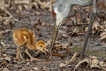 Sandhill Crane (Grus canadensis) parent feeding chick, Kensington Metropark, Michigan