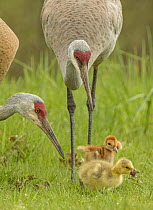 Sandhill Crane (Grus canadensis) parents foraging near chick and adopted Canada Goose (Branta canadensis) gosling, Kensington Metropark, Michigan
