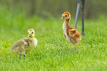 Sandhill Crane (Grus canadensis) chick and adopted Canada Goose (Branta canadensis) gosling, Kensington Metropark, Michigan