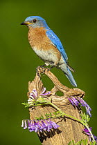 Eastern Bluebird (Sialia sialis) male, Brighton Recreation Area, Michigan