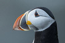 Atlantic Puffin (Fratercula arctica), Newfoundland, Canada