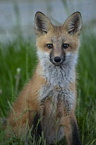 Red Fox (Vulpes vulpes) pup, Newfoundland, Canada