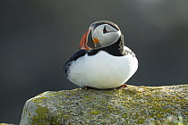 Atlantic Puffin (Fratercula arctica), Newfoundland, Canada