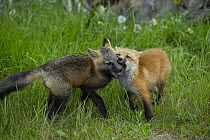 Red Fox (Vulpes vulpes) pups playing, Newfoundland, Canada
