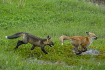 Red Fox (Vulpes vulpes) pups playing, Newfoundland, Canada