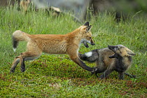 Red Fox (Vulpes vulpes) pups playing, Newfoundland, Canada