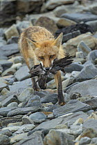 Red Fox (Vulpes vulpes) carrying bird prey, Newfoundland, Canada