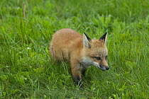 Red Fox (Vulpes vulpes) pup, Newfoundland, Canada
