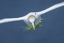 Northern Gannet (Morus bassanus) carrying nesting material, Newfoundland, Canada