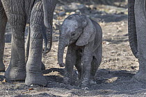African Elephant (Loxodonta africana) newborn calf, Mashatu Game Reserve, Botswana, sequence 1 of 7