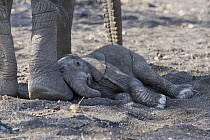 African Elephant (Loxodonta africana) newborn calf resting, Mashatu Game Reserve, Botswana, sequence 2 of 7