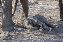 African Elephant (Loxodonta africana) newborn calf resting, Mashatu Game Reserve, Botswana, sequence 3 of 7