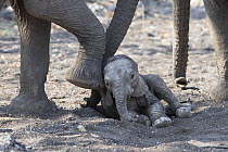 African Elephant (Loxodonta africana) mother waking newborn calf, Mashatu Game Reserve, Botswana, sequence 4 of 7