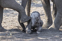 African Elephant (Loxodonta africana) mother waking newborn calf, Mashatu Game Reserve, Botswana, sequence 5 of 7