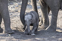 African Elephant (Loxodonta africana) mother waking newborn calf, Mashatu Game Reserve, Botswana, sequence 6 of 7