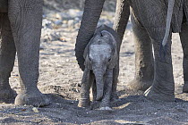 African Elephant (Loxodonta africana) mother waking newborn calf, Mashatu Game Reserve, Botswana, sequence 7 of 7