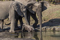African Elephant (Loxodonta africana) mother pulling newborn calf out of water, Mashatu Game Reserve, Botswana, sequence 1 of 5