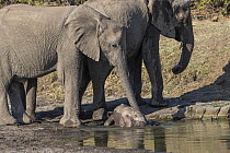 African Elephant (Loxodonta africana) mother pulling newborn calf out of water, Mashatu Game Reserve, Botswana, sequence 2 of 5