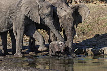 African Elephant (Loxodonta africana) females pulling newborn calf out of water, Mashatu Game Reserve, Botswana, sequence 3 of 5