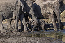 African Elephant (Loxodonta africana) females pulling newborn calf out of water, Mashatu Game Reserve, Botswana, sequence 4 of 5