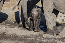 African Elephant (Loxodonta africana) newborn calf, Mashatu Game Reserve, Botswana, sequence 5 of 5