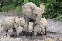 African Elephant (Loxodonta africana) mother and calves drinking from hole they dug in dry river bed, Mashatu Game Reserve, Botswana, sequence 1 of 3