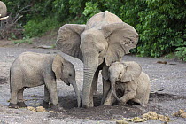 African Elephant (Loxodonta africana) mother and calves drinking from hole they dug in dry river bed, Mashatu Game Reserve, Botswana, sequence 2 of 3