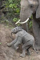 African Elephant (Loxodonta africana) mother helping young calf climb slope, Mashatu Game Reserve, Botswana, sequence 1 of 4