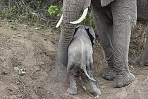 African Elephant (Loxodonta africana) mother helping young calf climb slope, Mashatu Game Reserve, Botswana, sequence 2 of 4