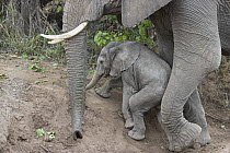 African Elephant (Loxodonta africana) mother helping young calf climb slope, Mashatu Game Reserve, Botswana, sequence 3 of 4