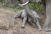 African Elephant (Loxodonta africana) mother helping young calf climb slope, Mashatu Game Reserve, Botswana, sequence 4 of 4